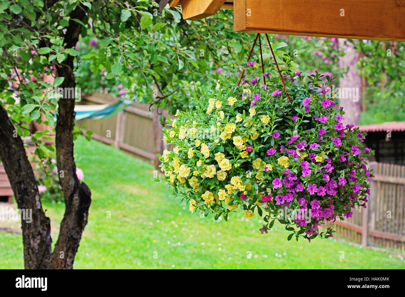 Pot de fleurs colorées avec pétunia accrochant dans jardin Banque D'Images