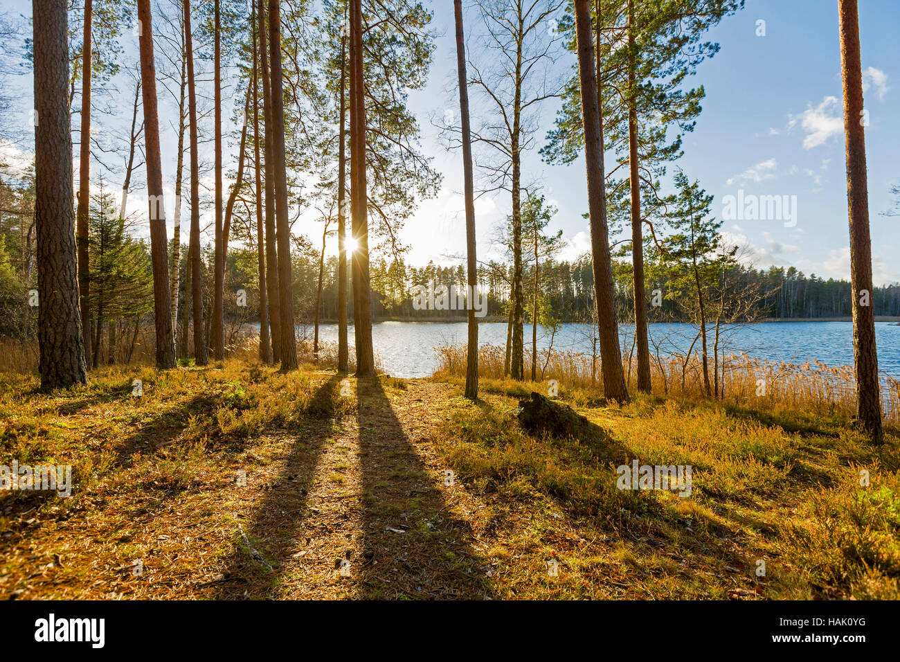 Coucher du soleil sur le lac dans les bois en Lettonie Banque D'Images