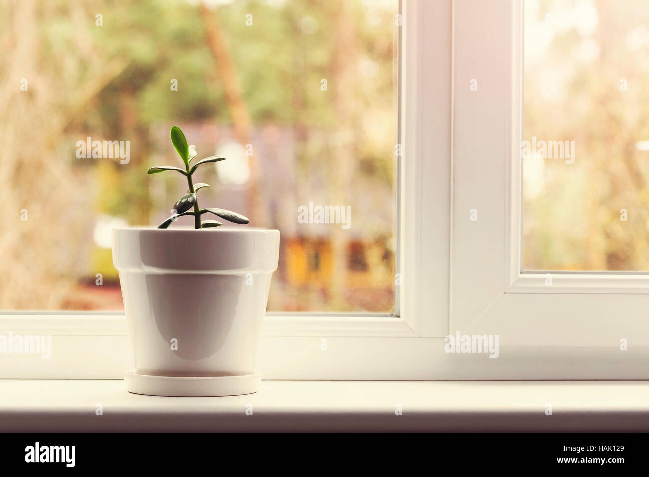 Petite plante crassula en pot sur un rebord de fenêtre Banque D'Images