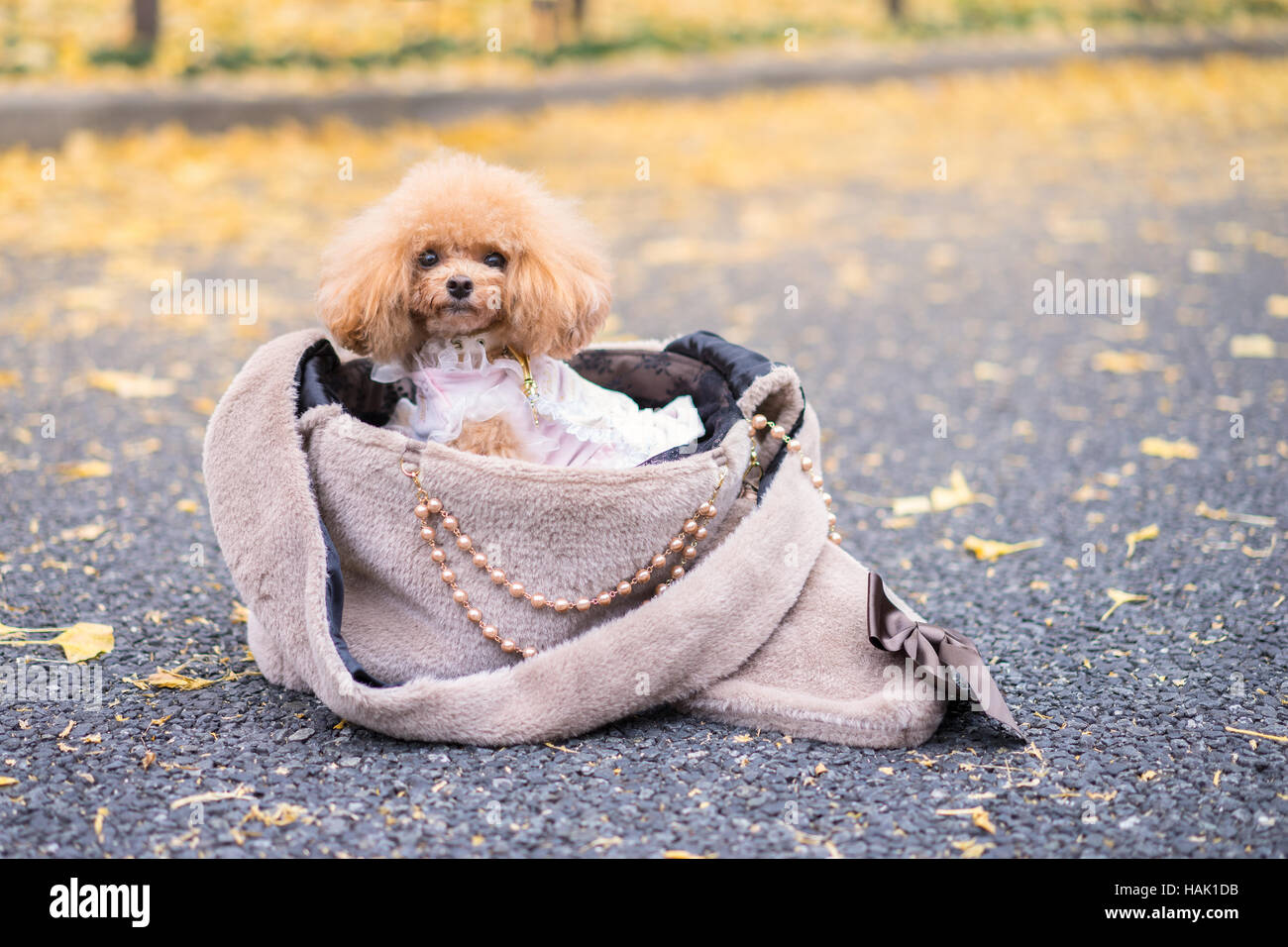 Chien dans votre sac à main dans la rue,caniche chien assis sur le sac à main de femme et à la caméra. Banque D'Images