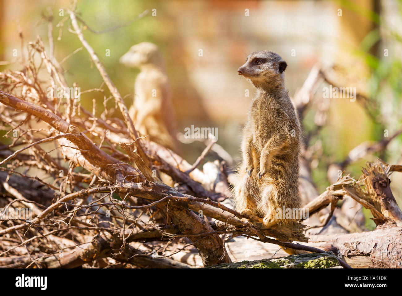 Meerkat suricate Banque D'Images