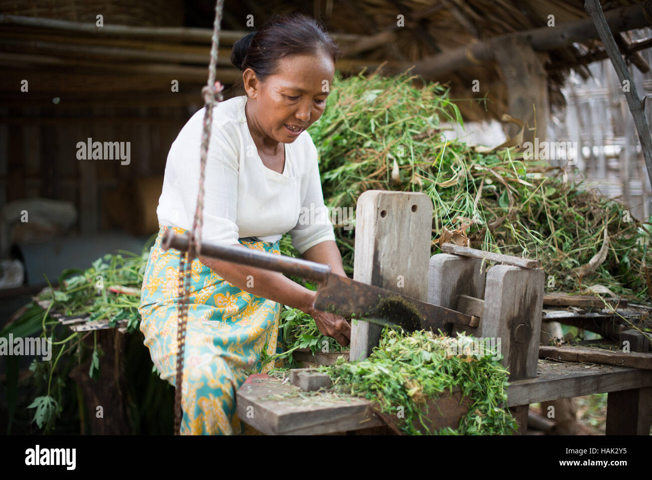 MINNANTHU, Myanmar — Une femme coupe de l’herbe pour nourrir des animaux dans le village de Minnanthu à Bagan, au Myanmar. Situé au milieu des ruines archéologiques de la plaine de Bagan, le minuscule village de Minnanthu conserve le mode de vie traditionnel. Banque D'Images