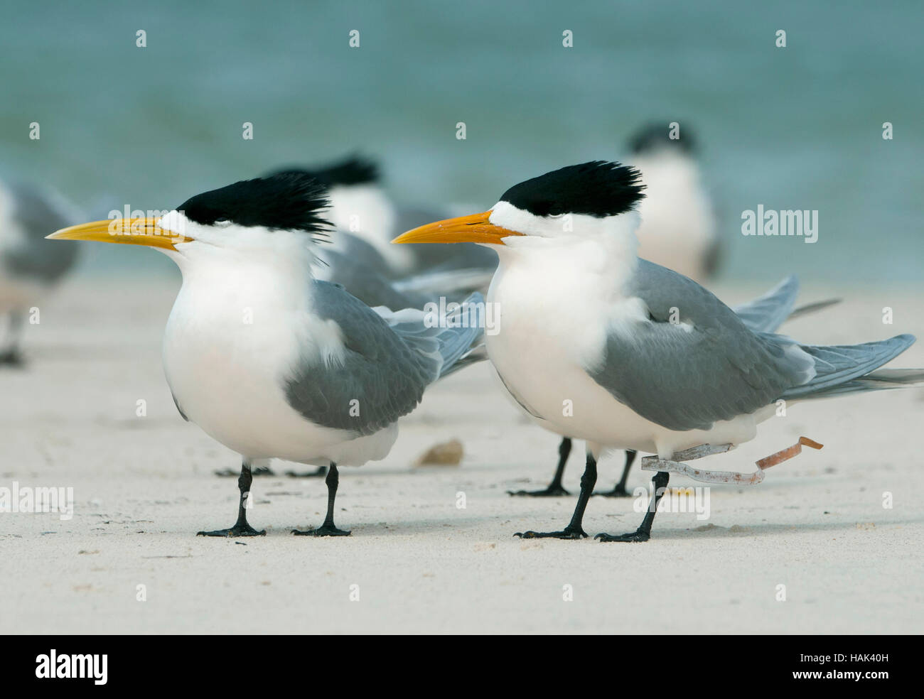 Une plus grande sterne huppée (Thalasseus bergii), l'île Rottnest, région de Perth, Australie occidentale Banque D'Images