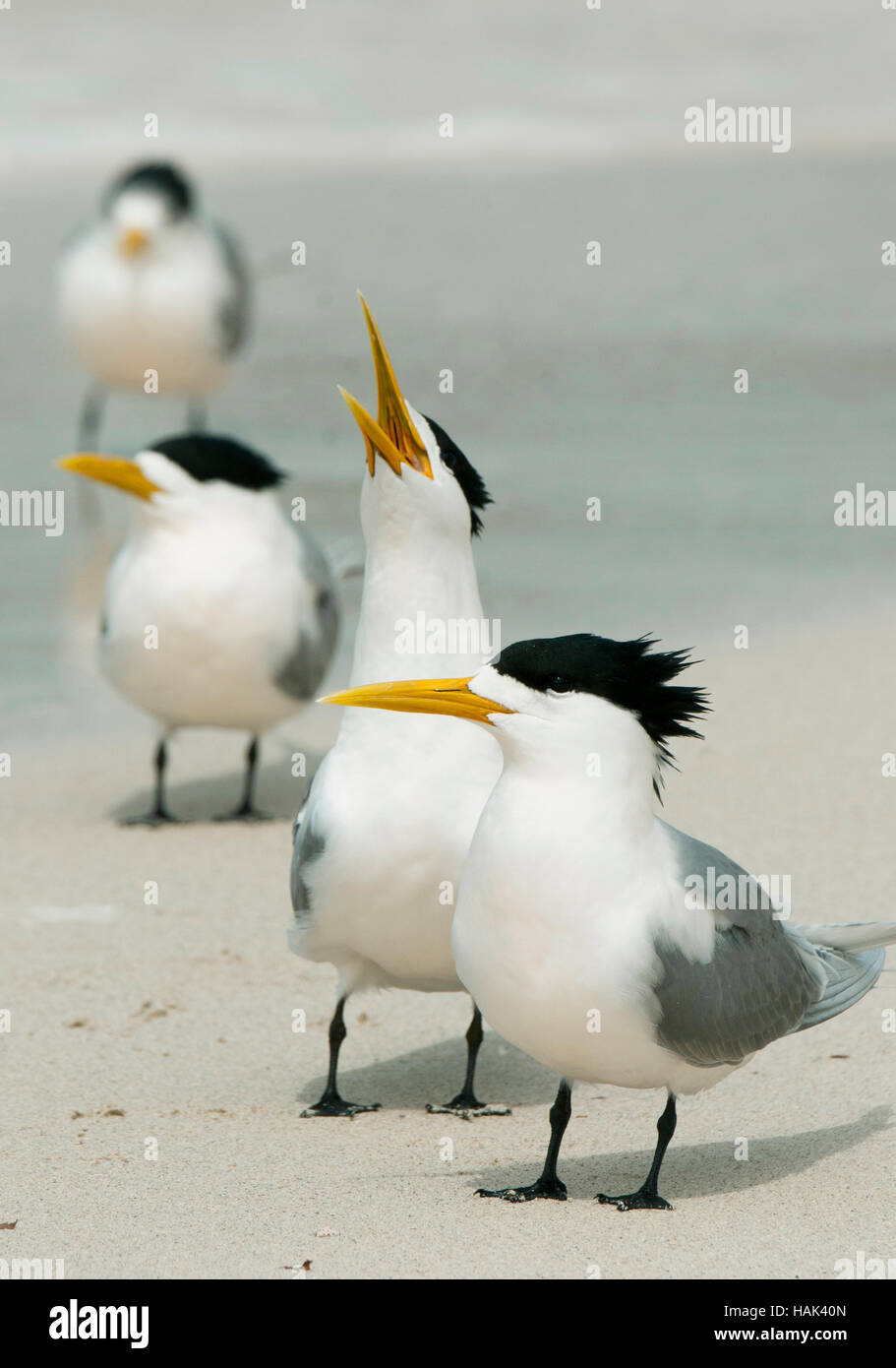 Une plus grande sterne huppée (Thalasseus bergii), l'île Rottnest, région de Perth, Australie occidentale Banque D'Images