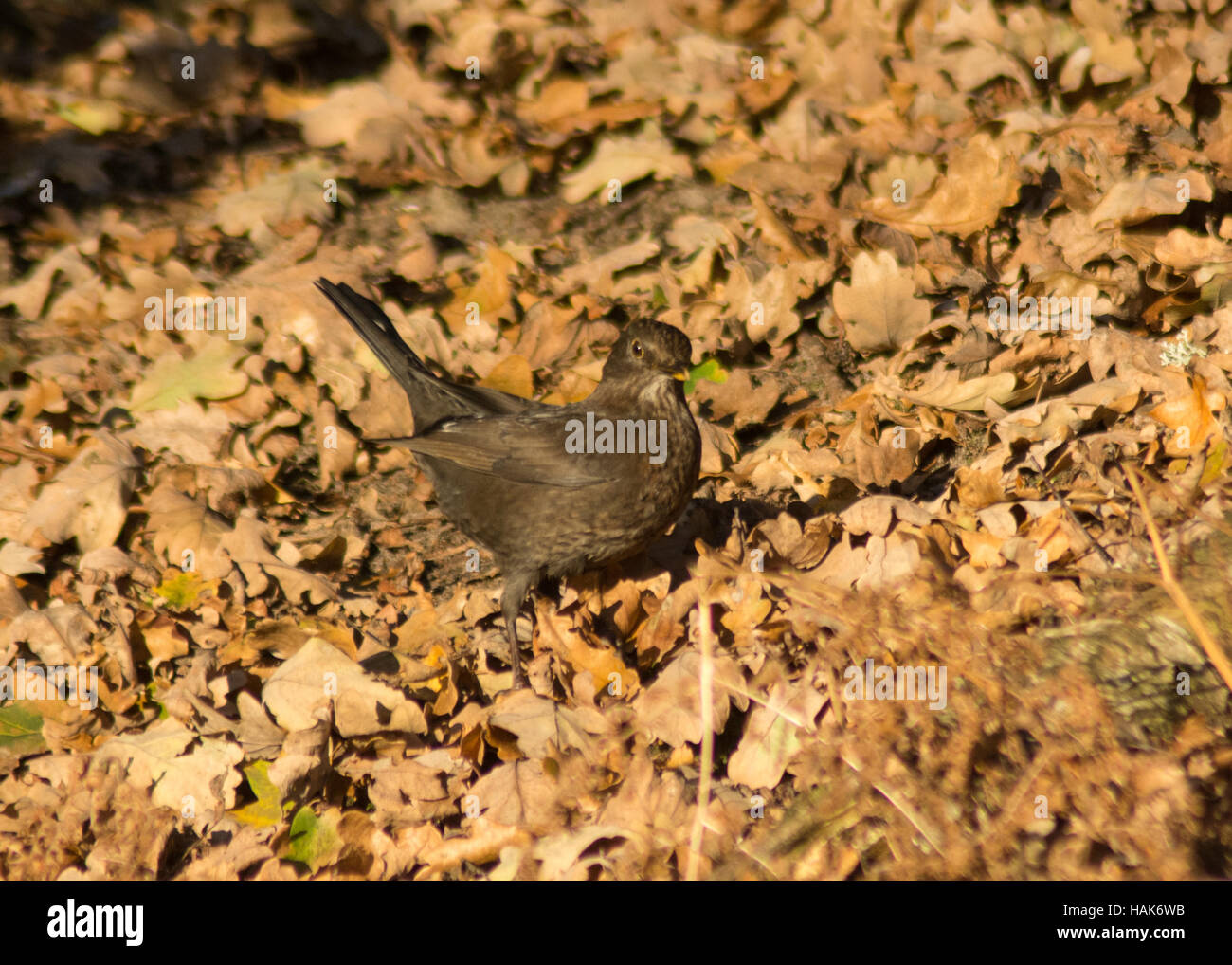 Blackbird femelle (Turdus merula) se nourrissant sur le sol dans les bois parmi les feuilles mortes Banque D'Images
