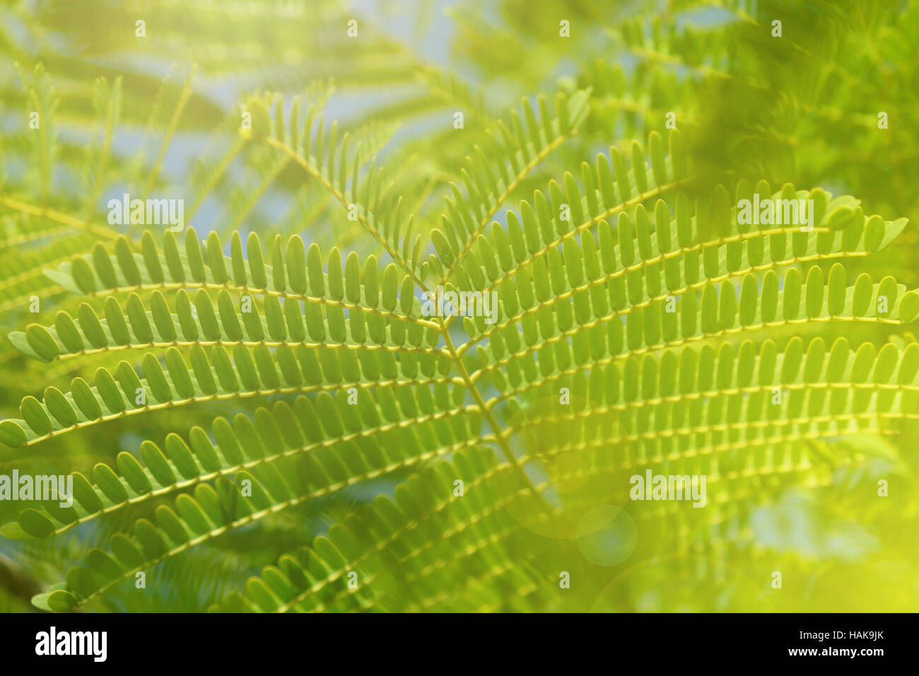 Soleil sur les feuilles des plantes macro vert frais Banque D'Images