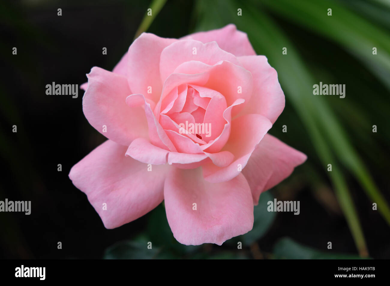 Fleur rose rose natural background Banque D'Images