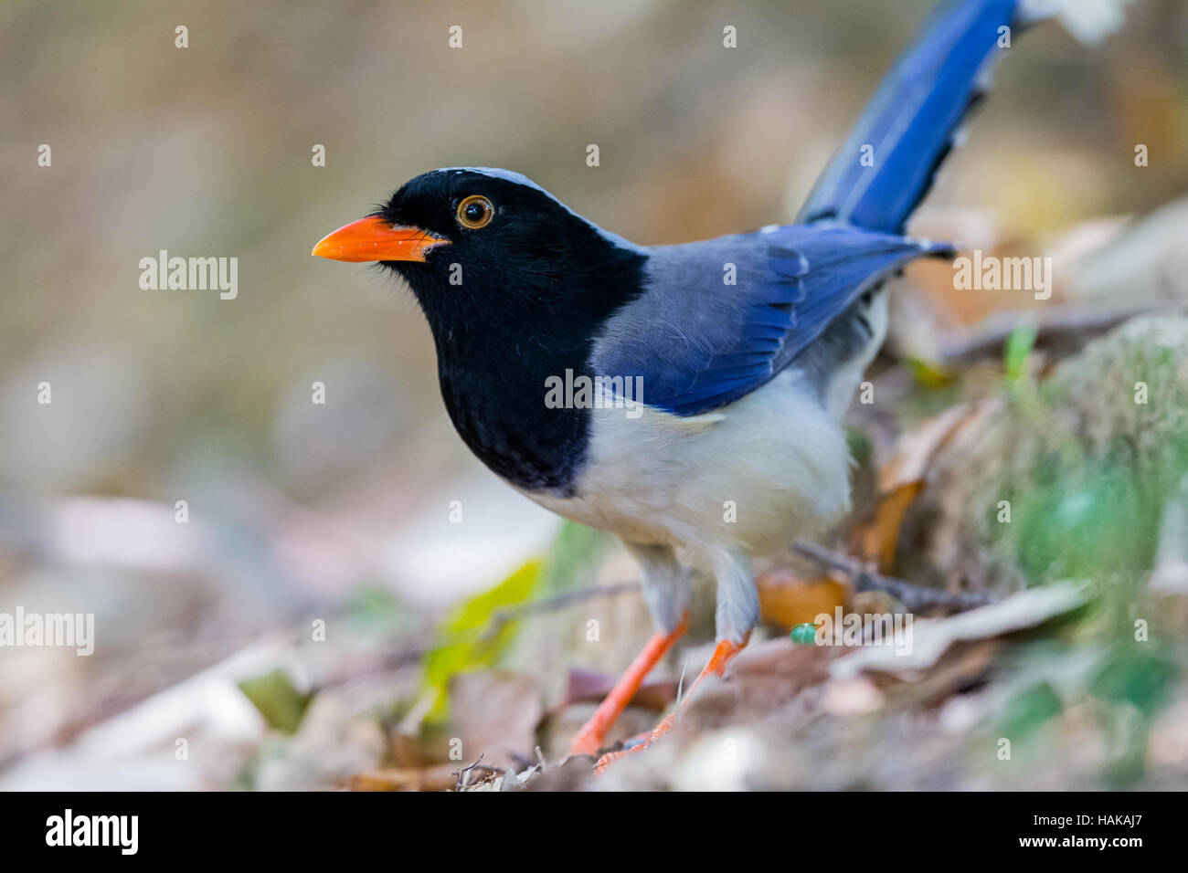 Portrait d'oiseau - Blue Magpie Banque D'Images