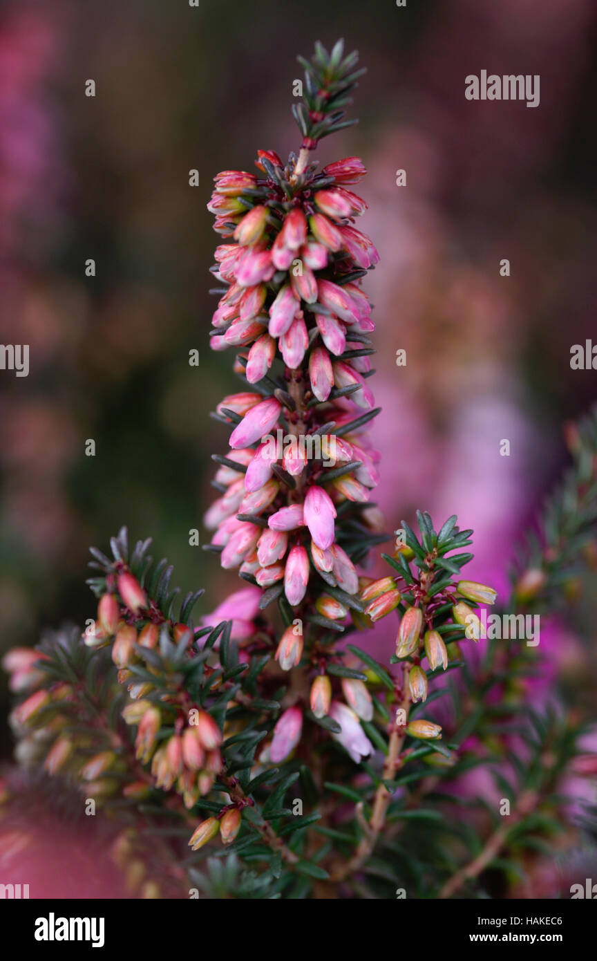 Erica erigena crépuscule irlandais close up Portrait Banque D'Images