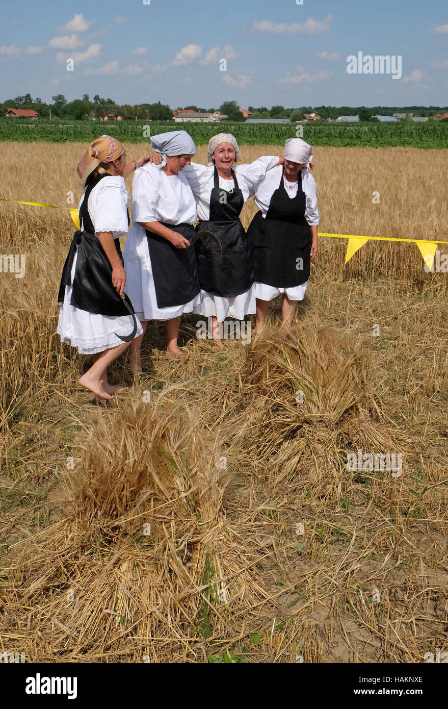 La récolte commence traditionnellement les villageois de l'assemblage, le chant et la danse et la bonne cuisine dans Nedelisce Croatie, Banque D'Images