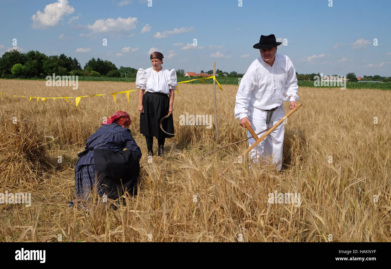 La récolte du blé d'agriculteurs avec scythe dans les champs de blé en Nedelisce Croatie, Banque D'Images