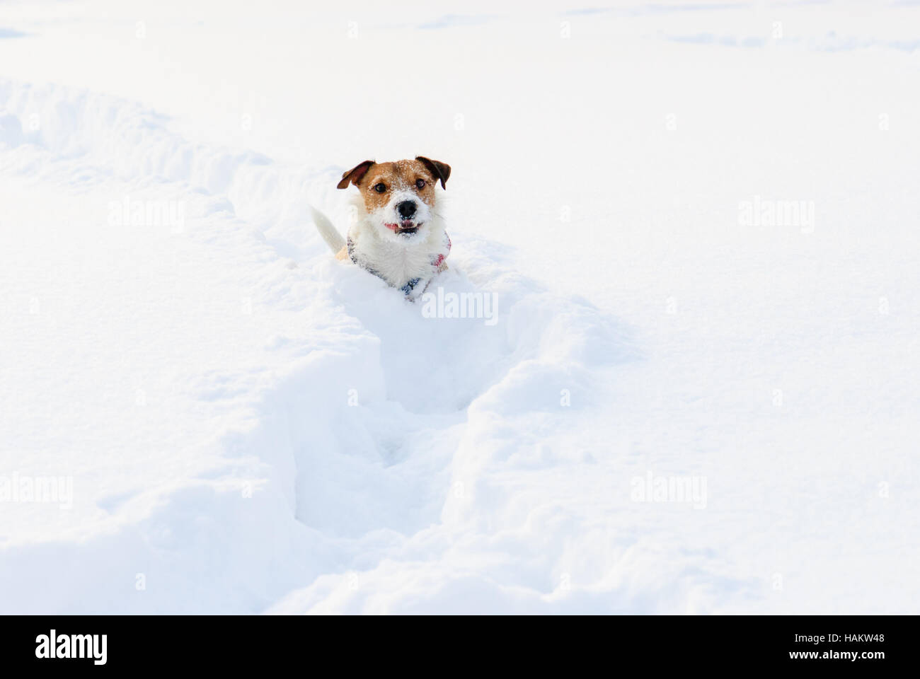 Petit chien marcher dans la neige profonde sur le chemin d'hiver Banque D'Images