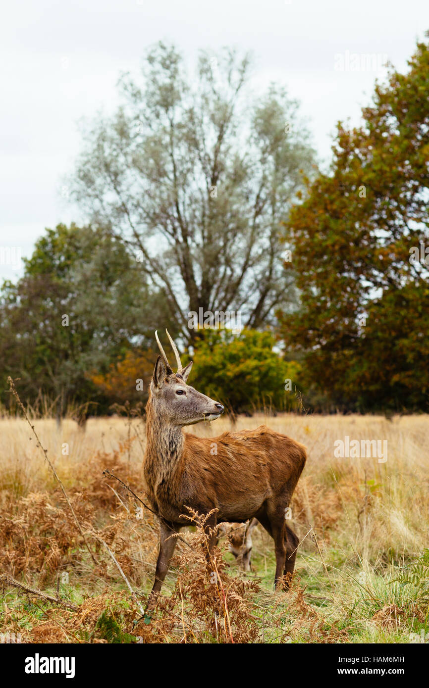 Red Deer à Richmond Park, Londres, Royaume-Uni Banque D'Images