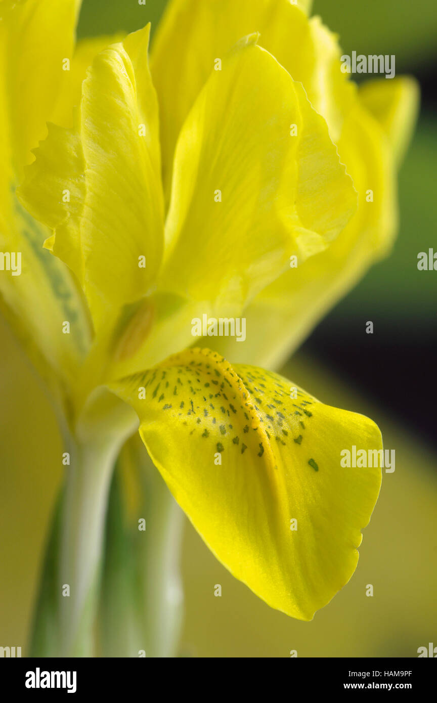 Iris reticulata danfordiae close up portrait fleur Banque D'Images