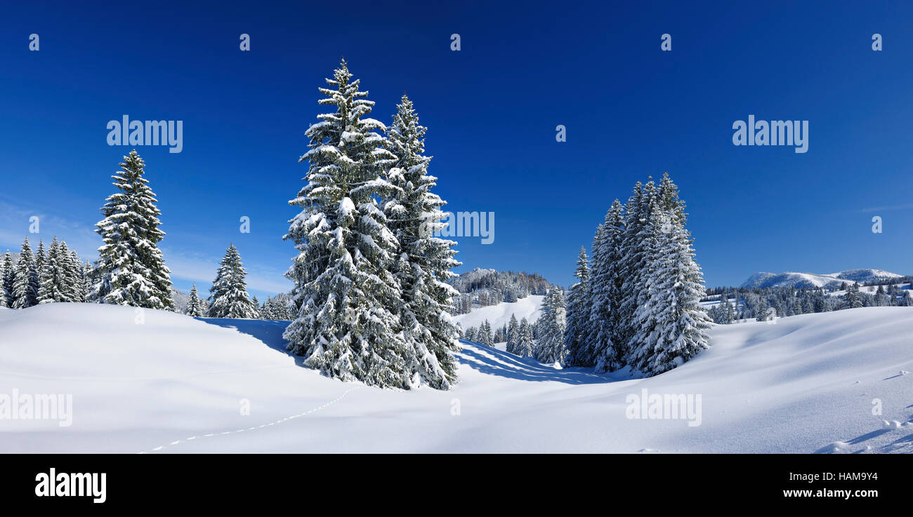 Paysage d'hiver enneigé, Alpes d'Allgäu, près de Bad Hindelang, Oberallgäu, Allgäu, Bavière, Allemagne Banque D'Images