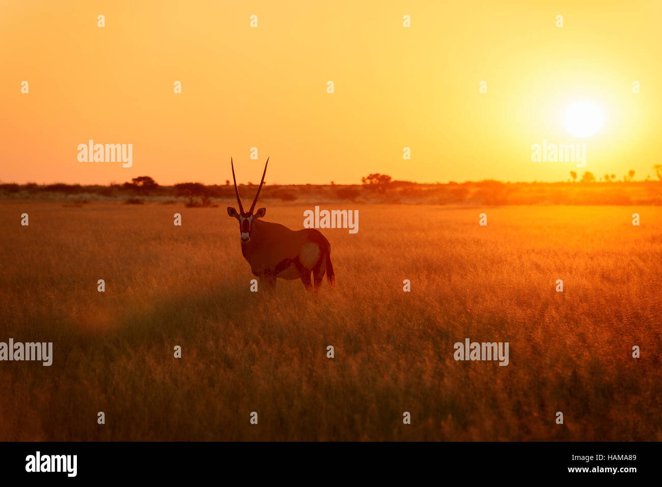 Gemsbok (Oryx gazella) au lever du soleil dans la vallée de la tromperie sur la Central Kalahari Game Reserve, Botswana Banque D'Images