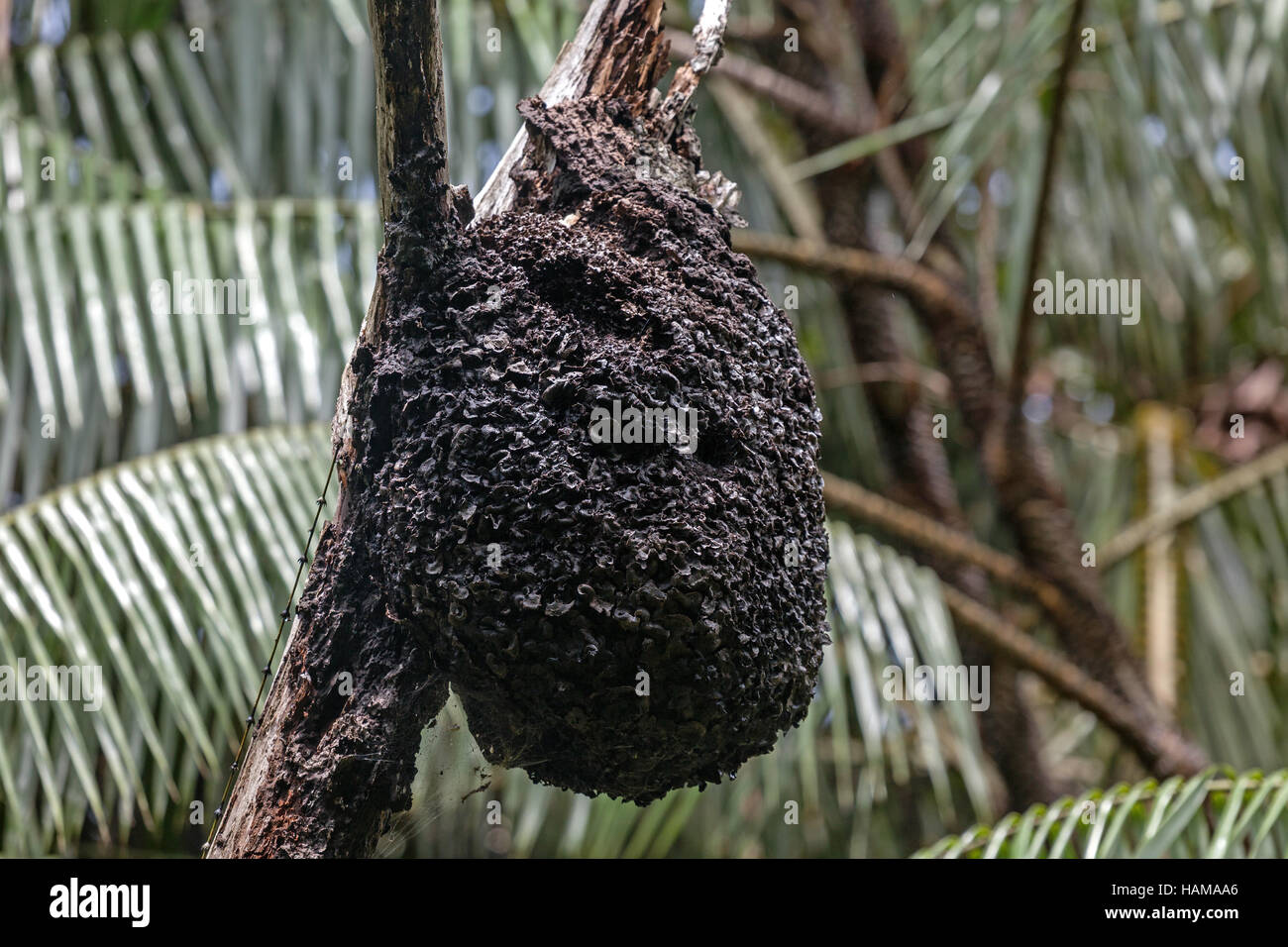 Nid de guêpes, direction générale de la réserve forestière de Sinharaja, Sri Lanka Banque D'Images