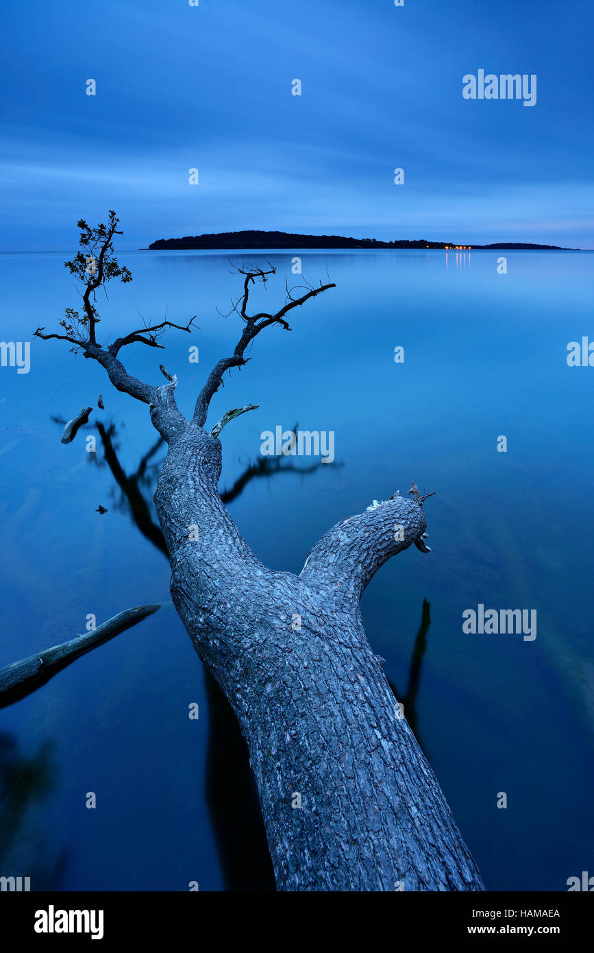 Oak tree trunk couché dans l'eau, Greifswalder Bodden, l'île de Vilm derrière, crépuscule, Lauterbach, Rügen, Mecklembourg-Poméranie-Occidentale Banque D'Images