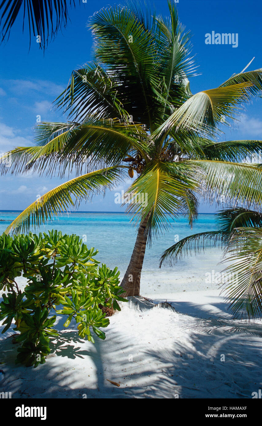 Green palm tree, ciel bleu, mer turquoise, sable blanc, été Island Village, North Male Atoll, Maldives, océan Indien Banque D'Images