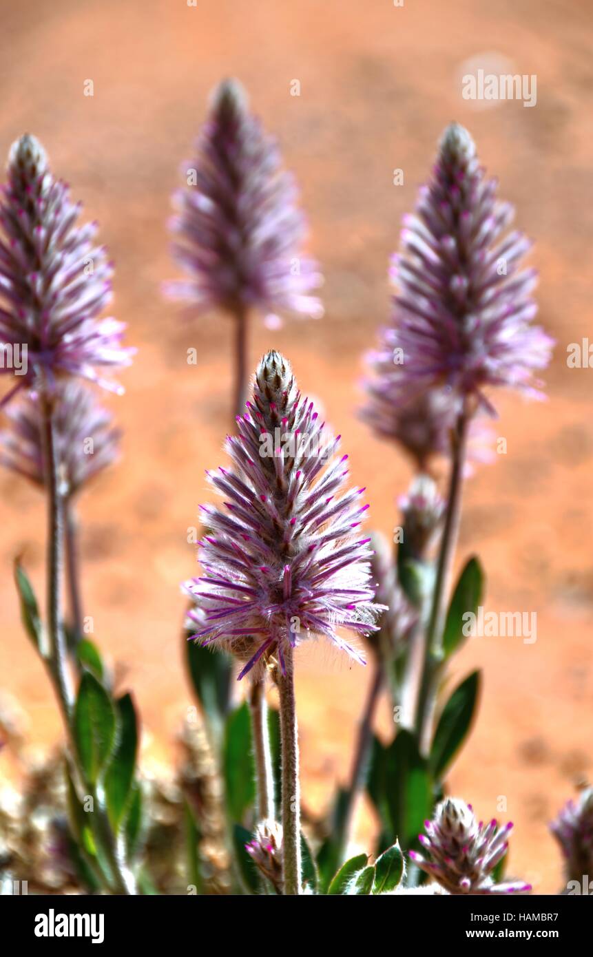 Mulla Mullas Fleurs sauvages de l'Australie Occidentale Banque D'Images