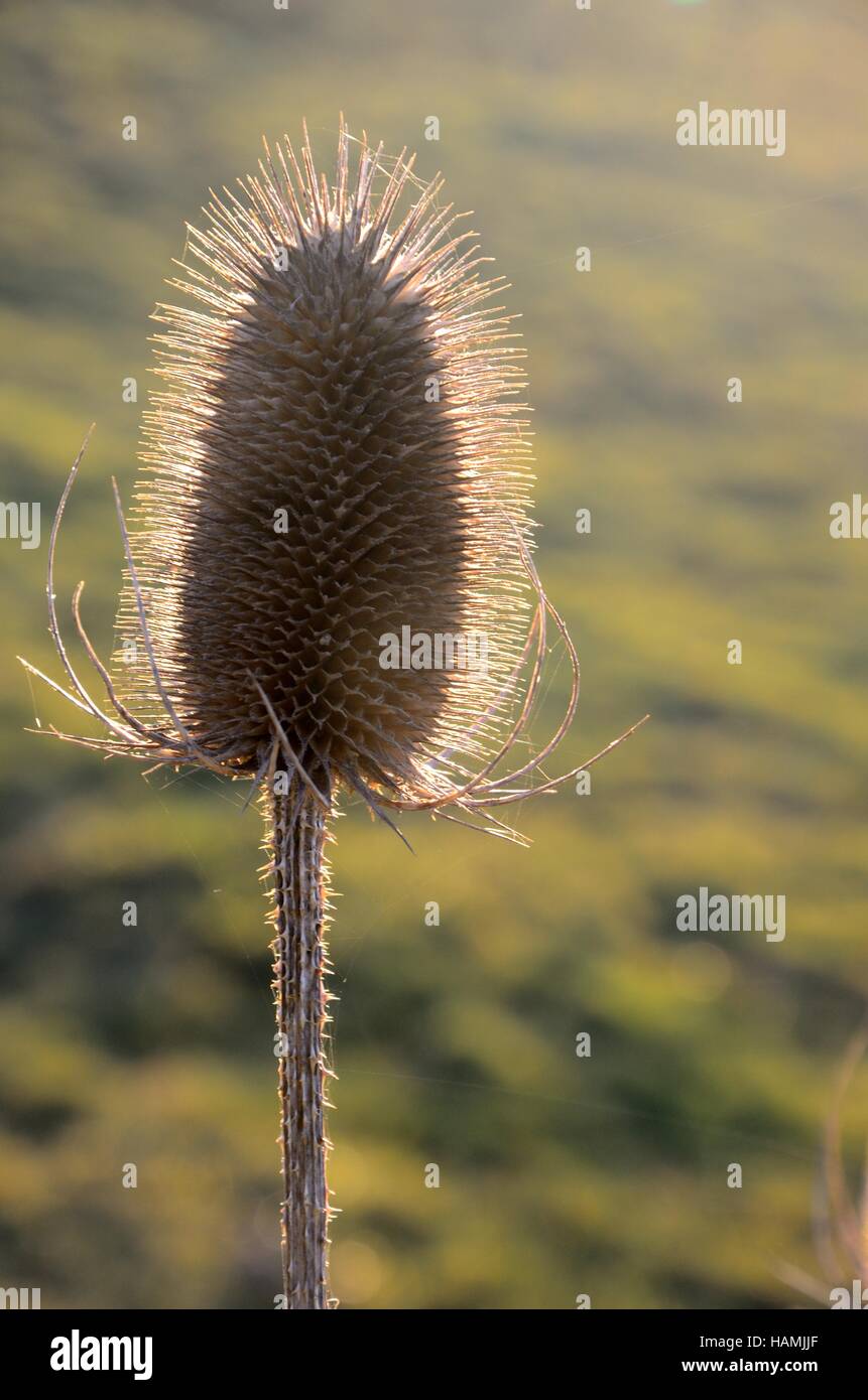 Close up of cardère chef dispacus retour allumé au coucher du soleil Banque D'Images