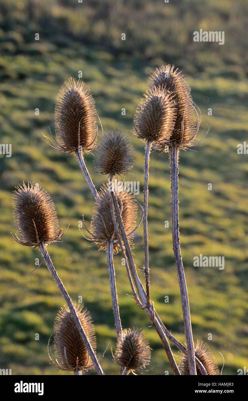 Cardère retour allumé en soir lumière dispacus Banque D'Images