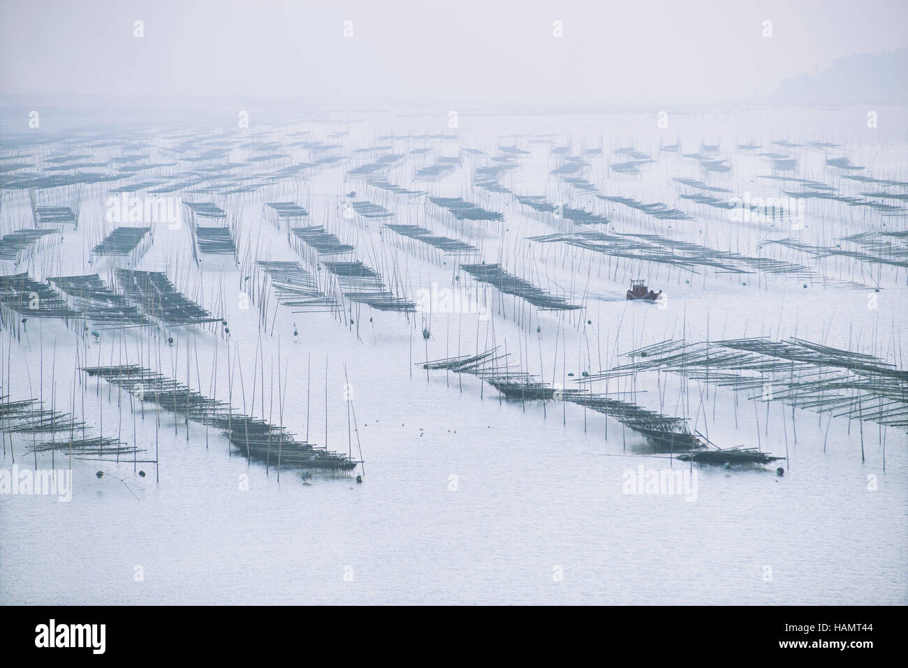 (161202) -- WENLING, 2 décembre 2016 (Xinhua) -- la récolte des cultivateurs des algues au large de la côte de la Chine orientale Wenling, dans la province du Zhejiang, le 1 décembre 2016. (Xinhua/Funian Dai) (2004) Banque D'Images