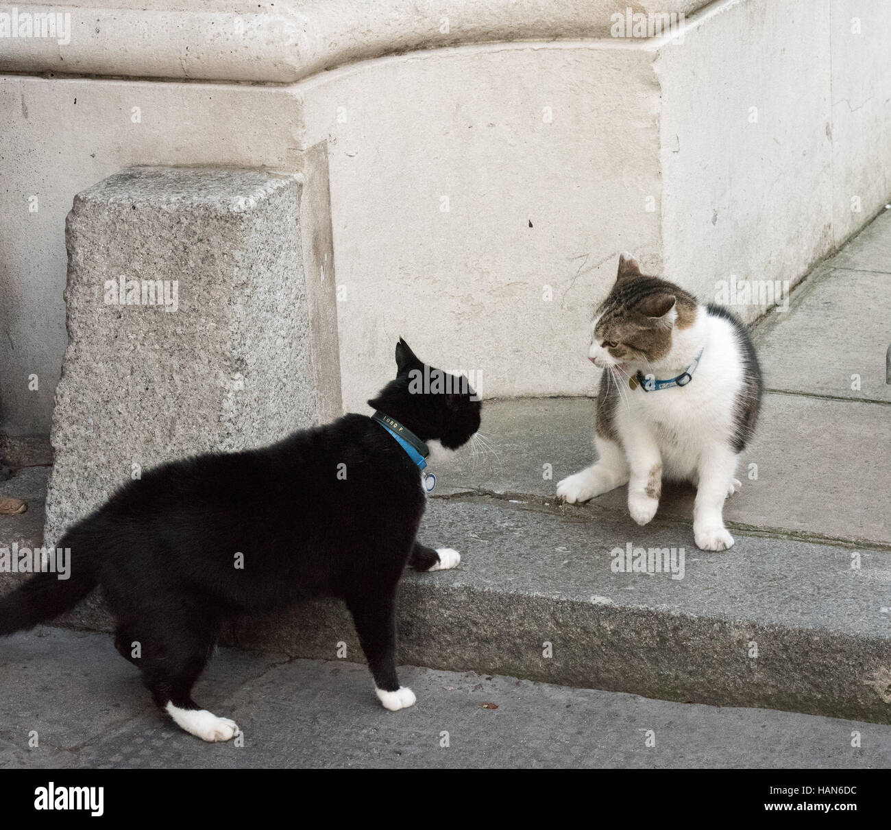 Londres, 3 décembre 2016, Palmerston, le Foreign Office cat (noir et blanc) a une confrontation avec Larry, le chat de Downing Street Crédit : Ian Davidson/Alamy Live News Banque D'Images