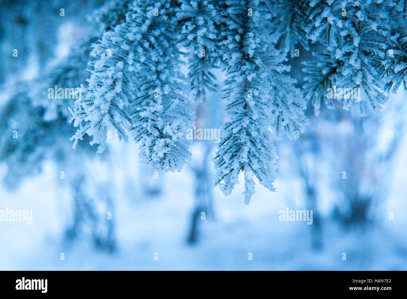 Belles branches couvertes de neige des épinettes dans Winter Park Banque D'Images