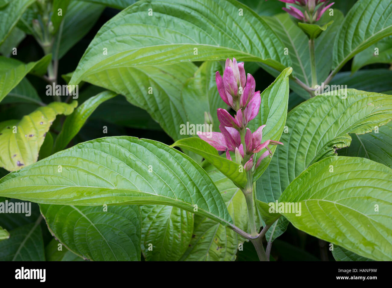 Vert Tropical plante feuillue avec fleur rose Banque D'Images