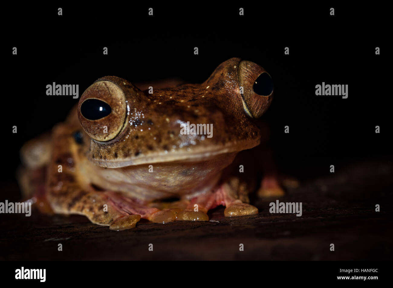 Grenouille arlequin {Rhacophorus pardalis) dans la Danum Valley, Sabah, Malaisie Banque D'Images