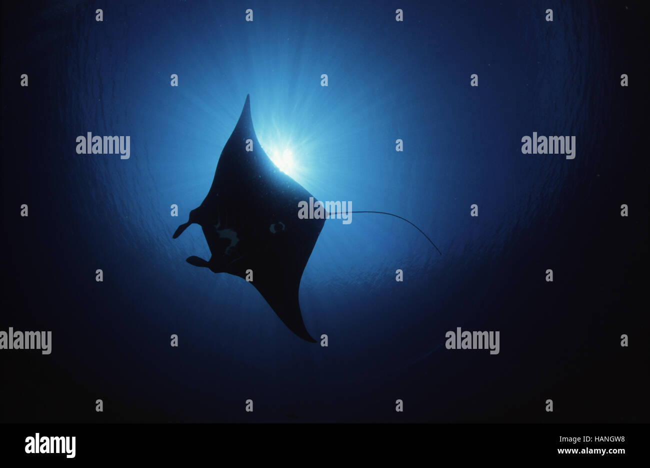 Manta Banque D'Images