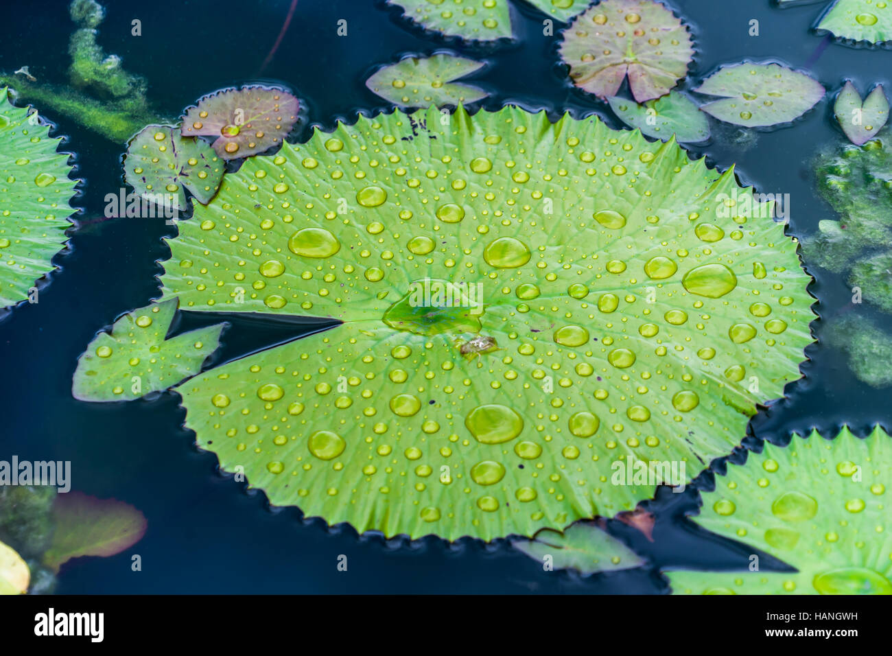 Feuilles avec des gouttes de Lilipad. Banque D'Images