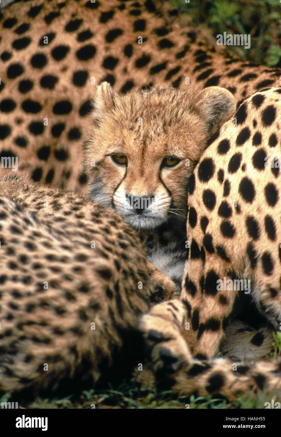 Masai Mara Gepard Banque D'Images