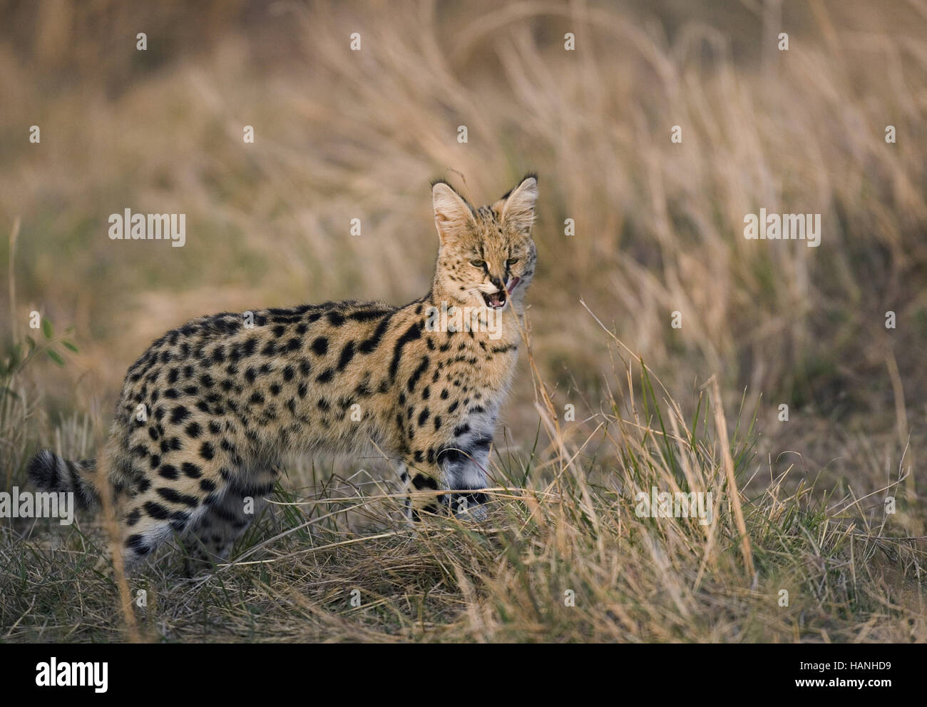 Felis Serval (Leptailurus serval Serval, Banque D'Images