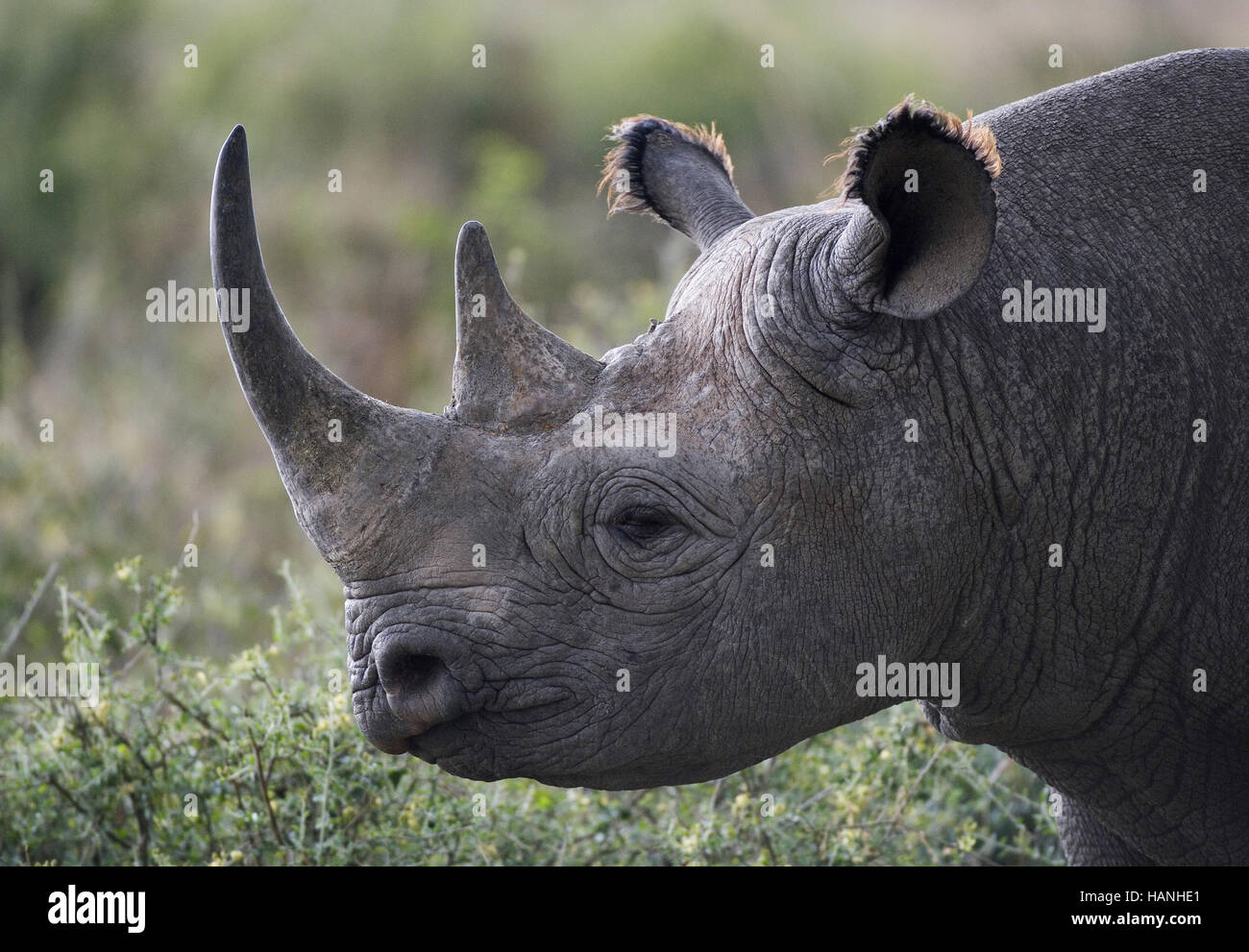 Rhinocéros noir Banque D'Images