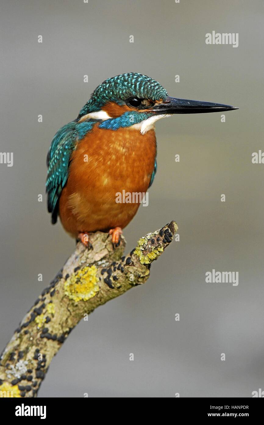 Optimize (Maennchen) Kingfisher (mâle) Banque D'Images