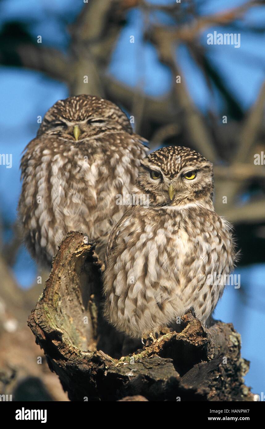 Petit Hibou Banque D'Images