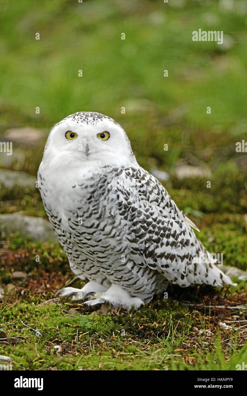 Schnee-Eule (Weibchen) Snowy Owl (femelle) Banque D'Images