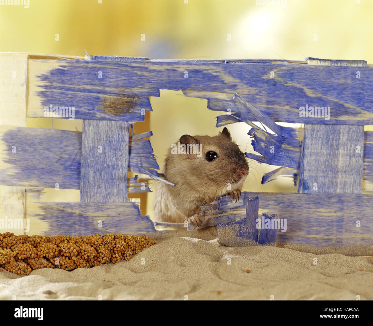 rats du désert Banque D'Images