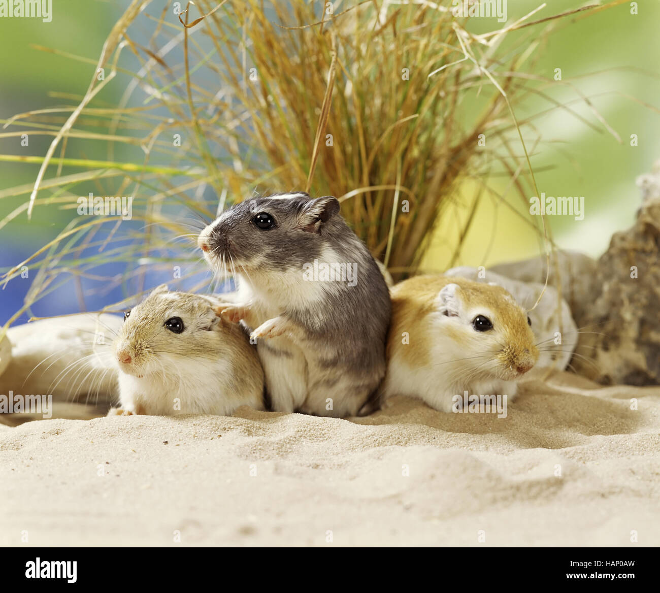 rats du désert Banque D'Images