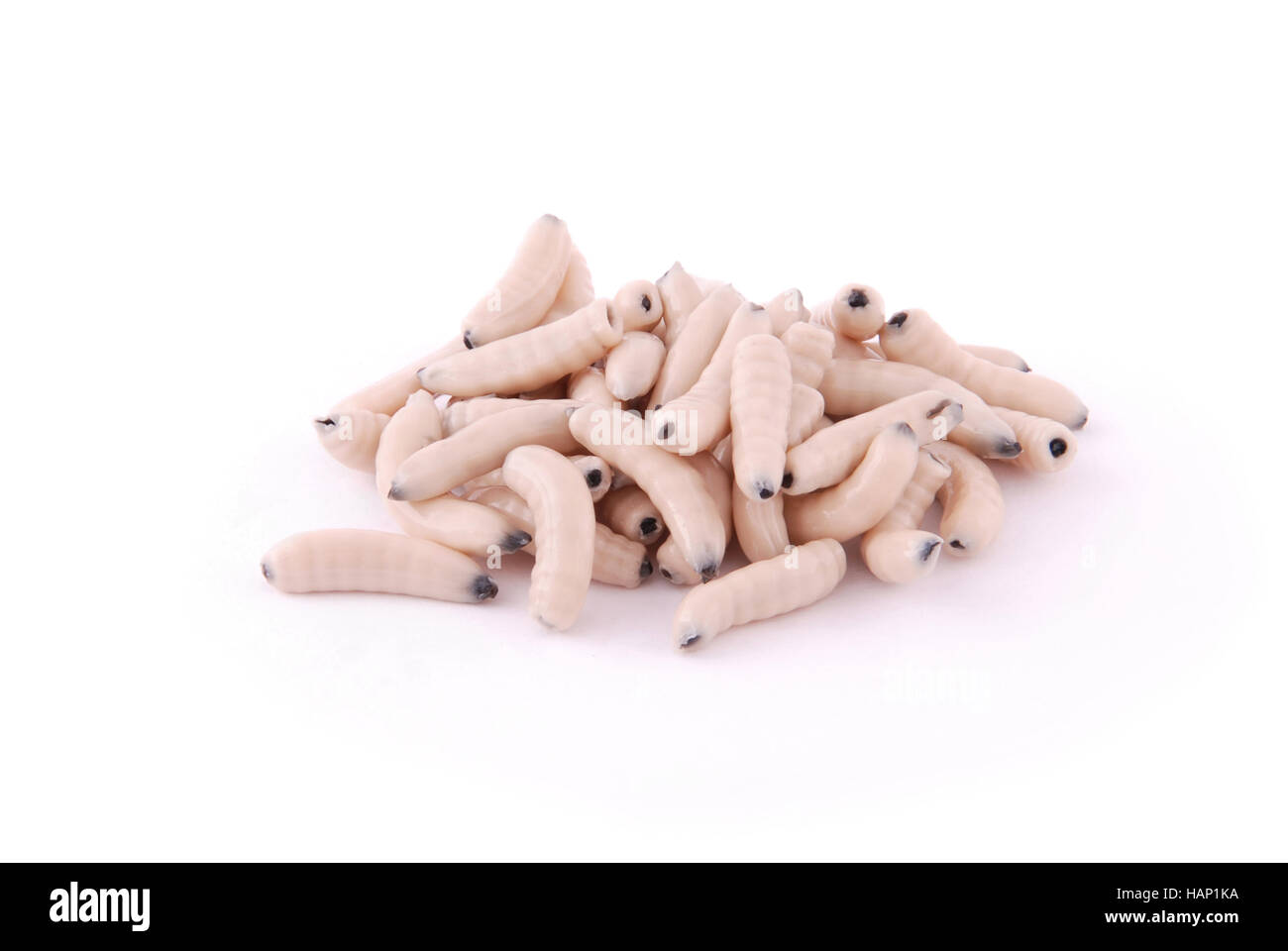 Les larves d'insectes pêche artificielle sur fond blanc avec des ombres douces Banque D'Images