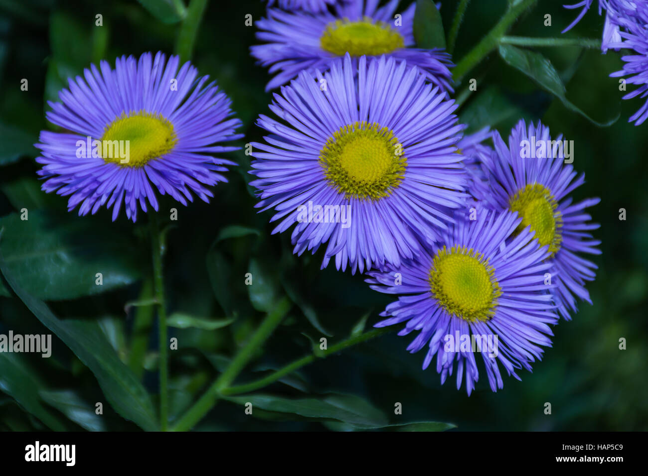 Erigeron uniflorus violet fleur de printemps jardin des plantes Banque D'Images