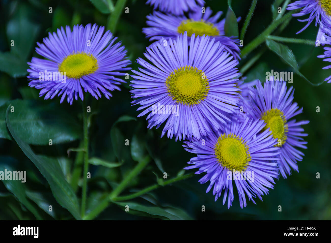 Erigeron uniflorus violet fleur de printemps jardin des plantes Banque D'Images