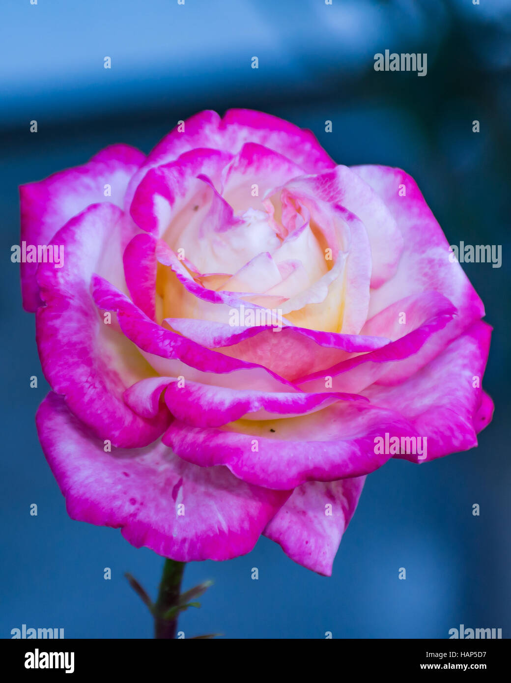 Rosa chinensis rose fleur plante printemps rose japonais Banque D'Images