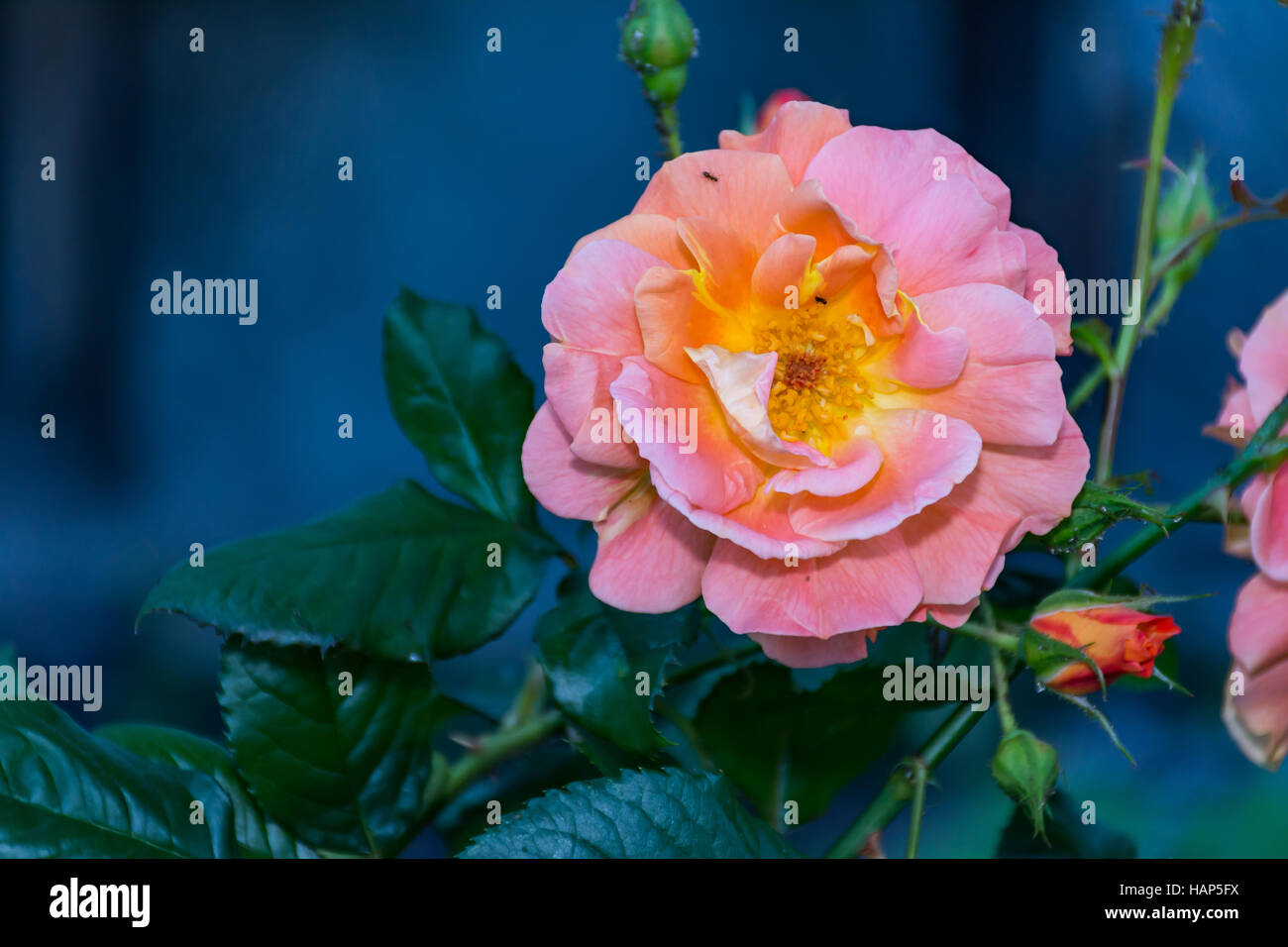 Rosa chinensis orange fleur plante printemps rose japonais Banque D'Images