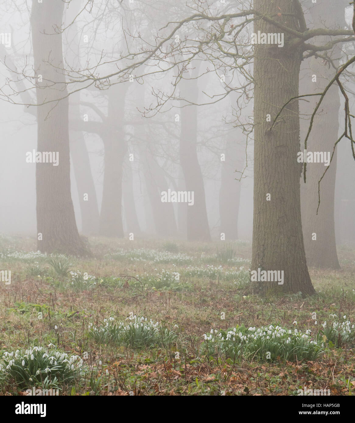 Chute de neige hiver fleurs dans une forêt brumeuse matinée, Warwickshire, UK Banque D'Images