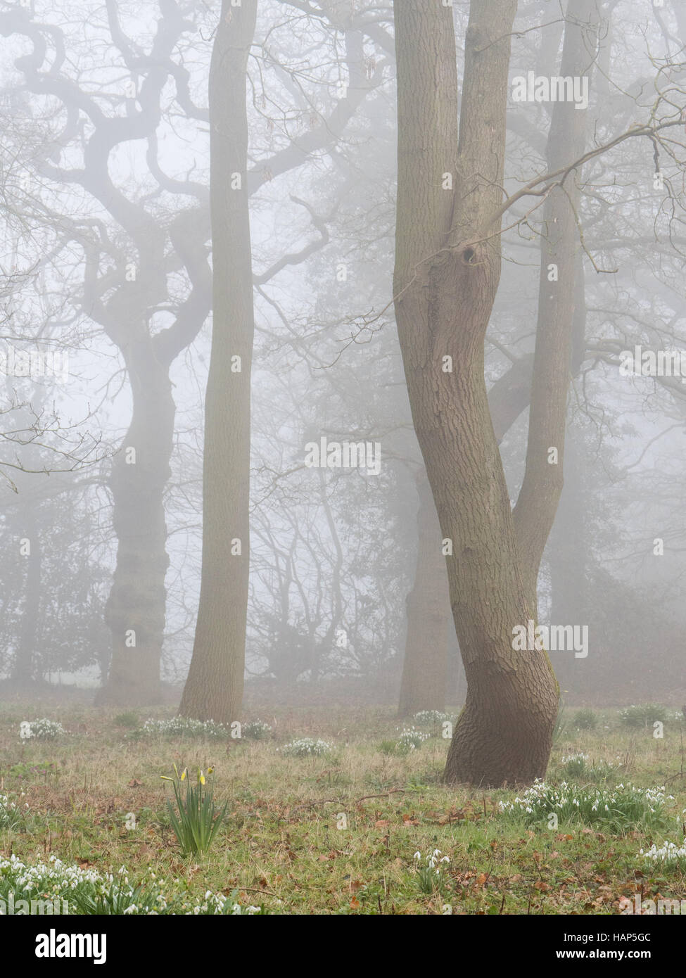 Chute de neige hiver fleurs dans une forêt brumeuse matinée, Warwickshire, UK Banque D'Images