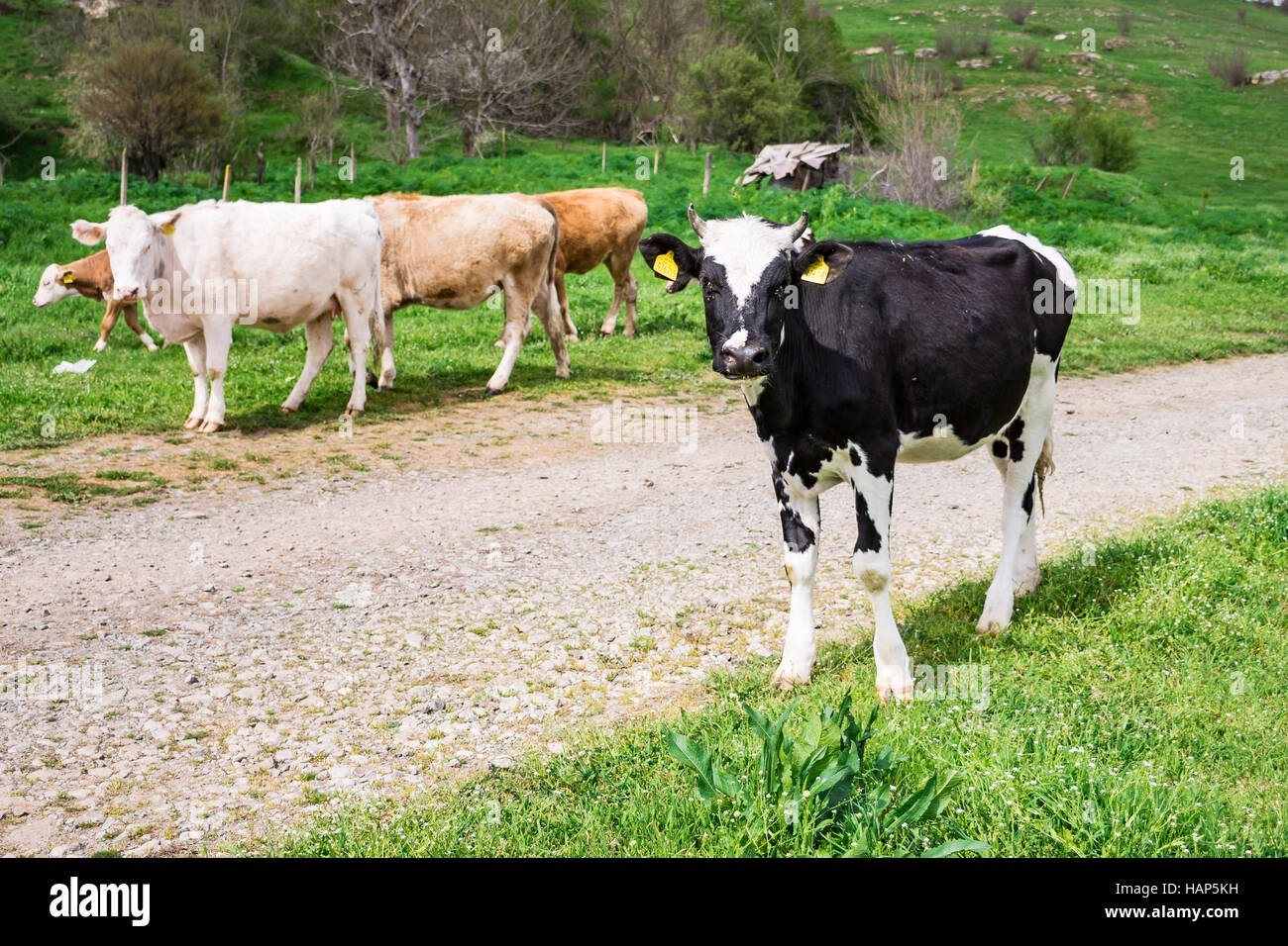 Blanc Brun Noir bulgare vaches domestiques mammifères Bos taurus - 09-04-2016 - européenne, Bulgarie Bistrets Banque D'Images