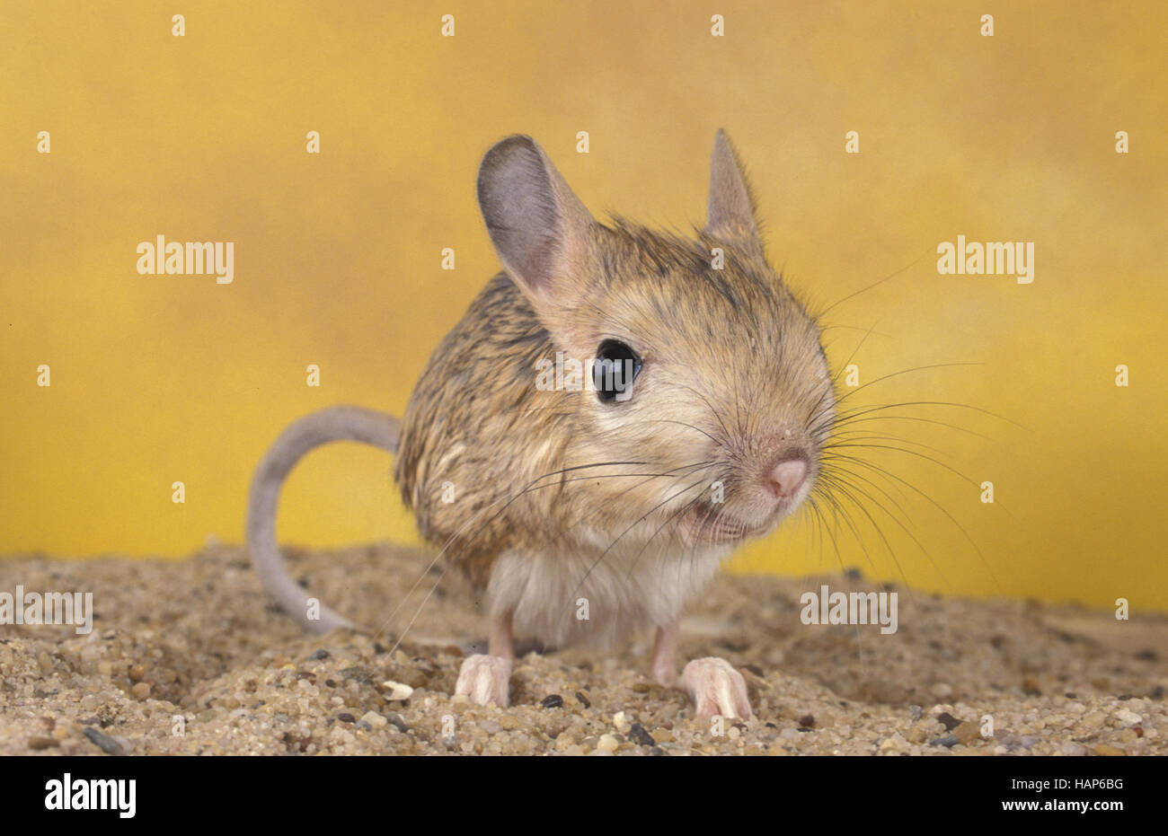 Gerboise Du Desert Banque D Image Et Photos Alamy Gerboise Du Desert Banque D Image Et Photos Alamy